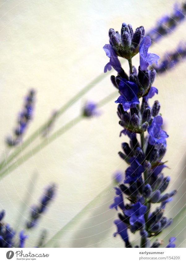 Lavendel violett Pflanze Blume Sommer Natur Blüte Makroaufnahme Frühling sanft Tee Teepflanze Duft Unschärfe Nahaufnahme Heilpflanzen