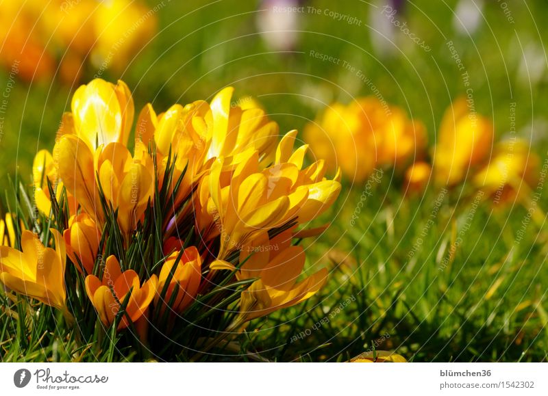 Grüppchenbildung Natur Pflanze Frühling Blume Blatt Blüte Krokusse Knollengewächse Garten Park Blühend leuchten März April aufwachen Frühlingsgefühle