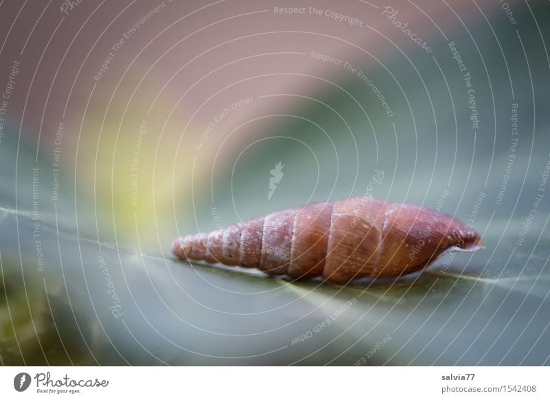 Traumhäuschen Natur Pflanze Blatt Schnecke liegen ästhetisch außergewöhnlich einfach braun grün ruhig Einsamkeit Design skurril Surrealismus Strukturen & Formen