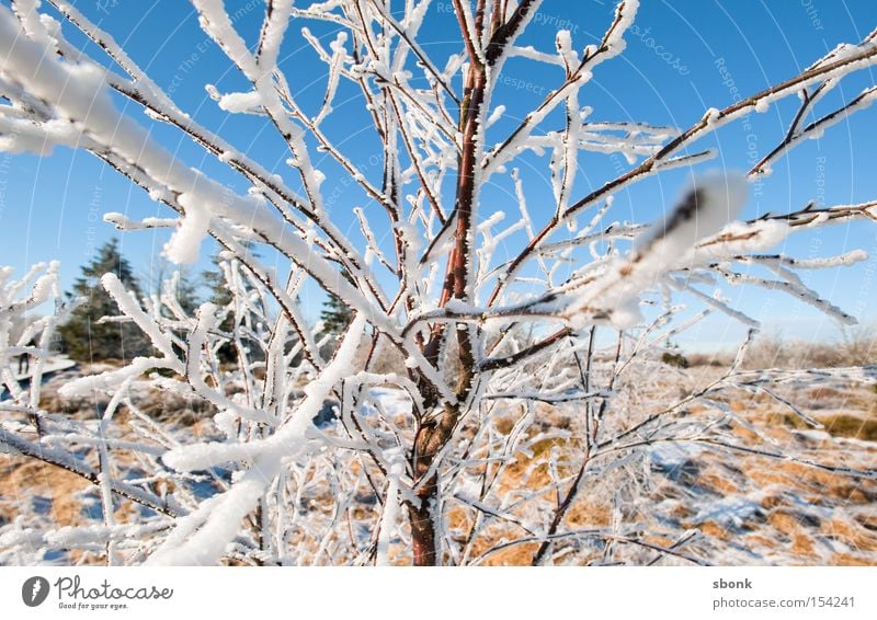 Mikado Ast kalt gefroren Himmel himmelblau Schnee Weide Winter