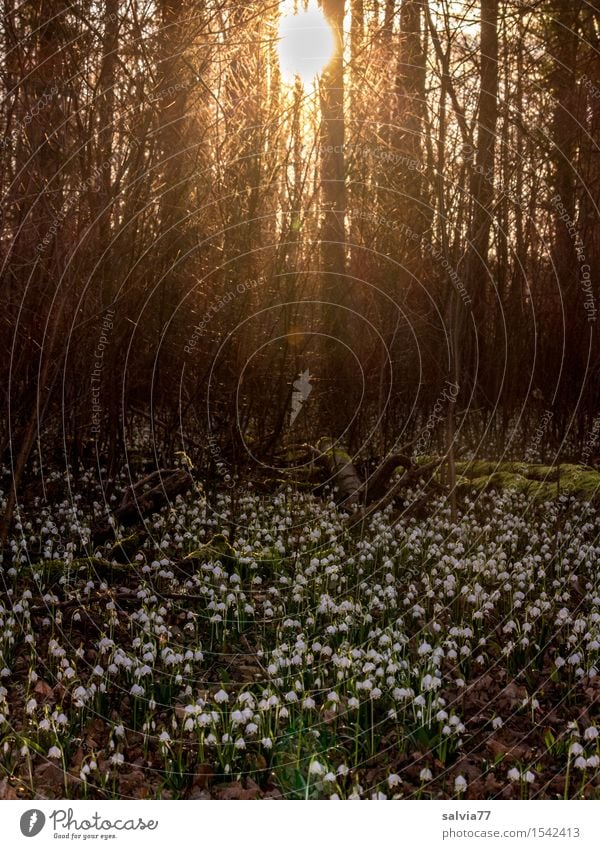 Frühlingsboten Natur Pflanze Sonne Schönes Wetter Baum Blume Blüte Wildpflanze Wald Blühend Wachstum Duft braun Frühlingsgefühle Vorfreude ruhig Glaube