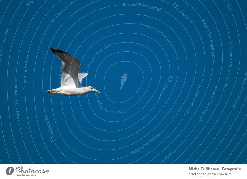 Möwe im Flug Ferien & Urlaub & Reisen Sonne Umwelt Natur Tier Himmel Wolkenloser Himmel Sonnenlicht Wetter Schönes Wetter Küste Meer Luftverkehr Wildtier Vogel