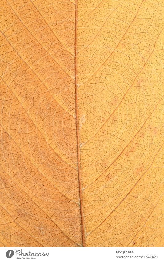 Makroaufnahme des verblichenen Blattes Natur Pflanze Herbst alt Wachstum braun gelb gold rot Farbe Oktober Jahreszeiten Venen texturiert Konsistenz Hintergrund