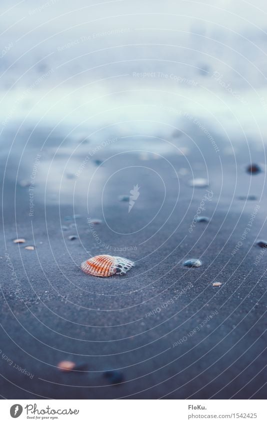 Farbtupfer im Watt Umwelt Natur Erde Sand Wasser Küste Strand Nordsee nass natürlich blau Reflexion & Spiegelung Muschel Wattenmeer Herzmuschel Meeresfrüchte