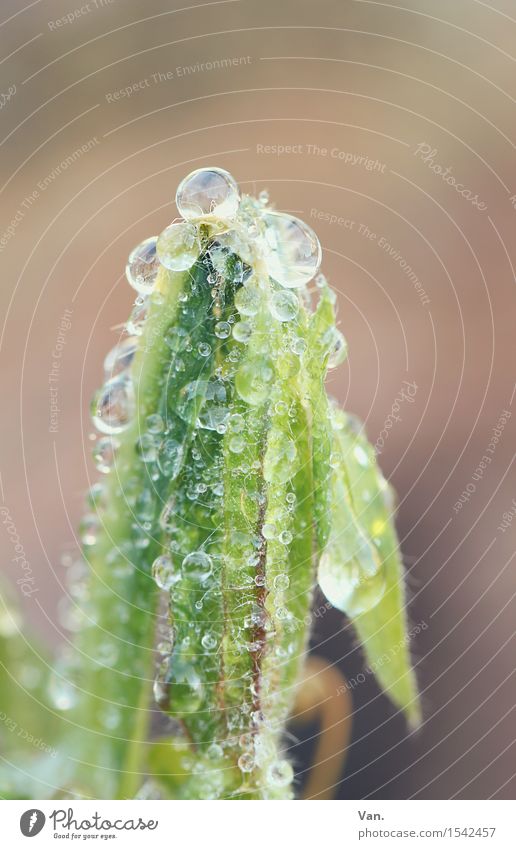 das perlt Natur Pflanze Wasser Wassertropfen Gras Blatt Grünpflanze Halm Wiese frisch nass grün Farbfoto mehrfarbig Außenaufnahme Nahaufnahme Detailaufnahme