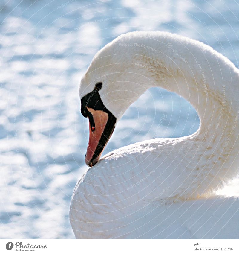 winterschönheit II Schwan elegant Tier Schnabel Hals Vogel Feder weiß Winter Schnee kalt ästhetisch Stolz