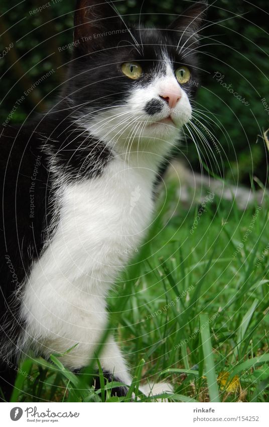 Elton Katze Hauskatze Schwarzweißfoto Wiese Froschperspektive Fell Wachsamkeit grün Säugetier