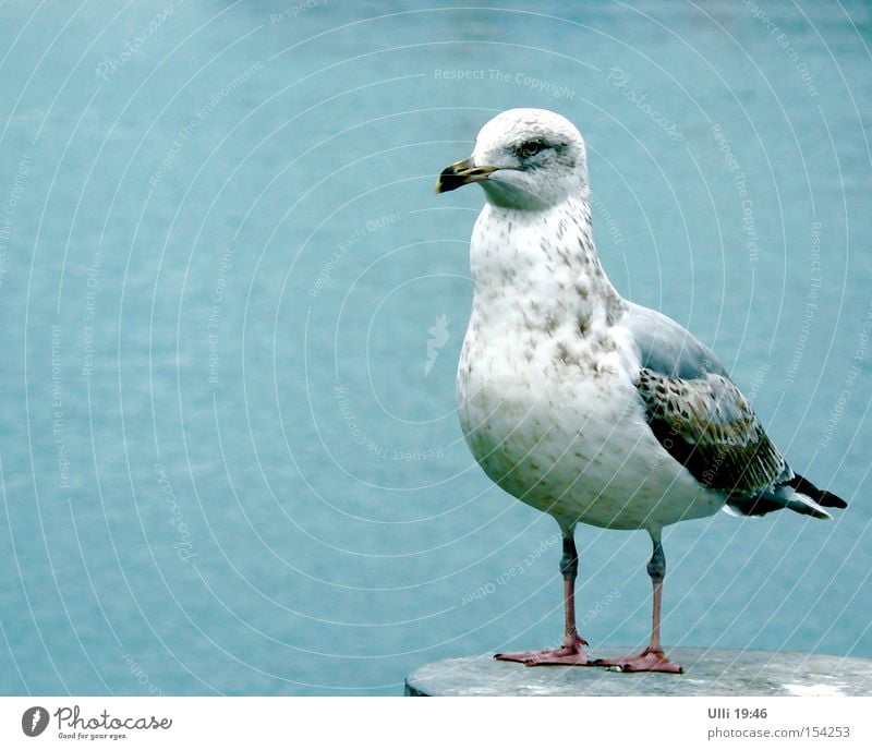 Name: Dietlinde. Beruf: Möwe. Kosename: ????? ruhig Meer Wasser Tier Wildtier Vogel Flügel 1 Blick stehen warten nah Neugier klug Geschwindigkeit schön blau