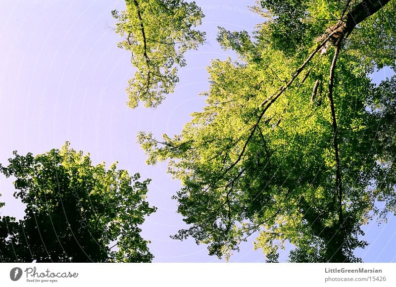 soo hoch Baum Blatt grün blau Blauer Himmel Schönes Wetter aufwärts