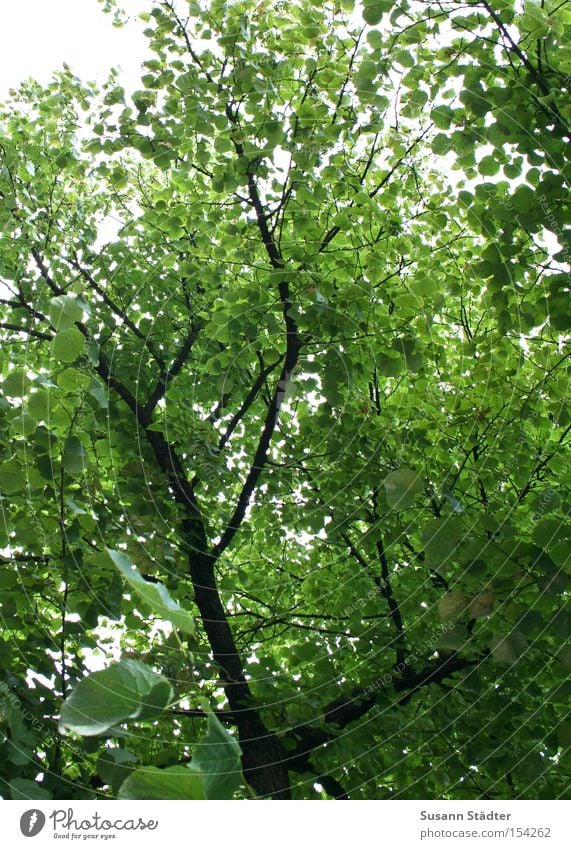 Hans guck in die Luft! Baum grün Ast Zweig Sommer Wärme Blatt Baumkrone träumen Wald Arme nachdenken