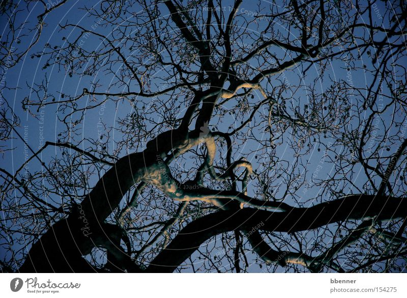 Verzweigt Baum Ast Zweig Baumstamm Himmel blau silber Schatten Winter