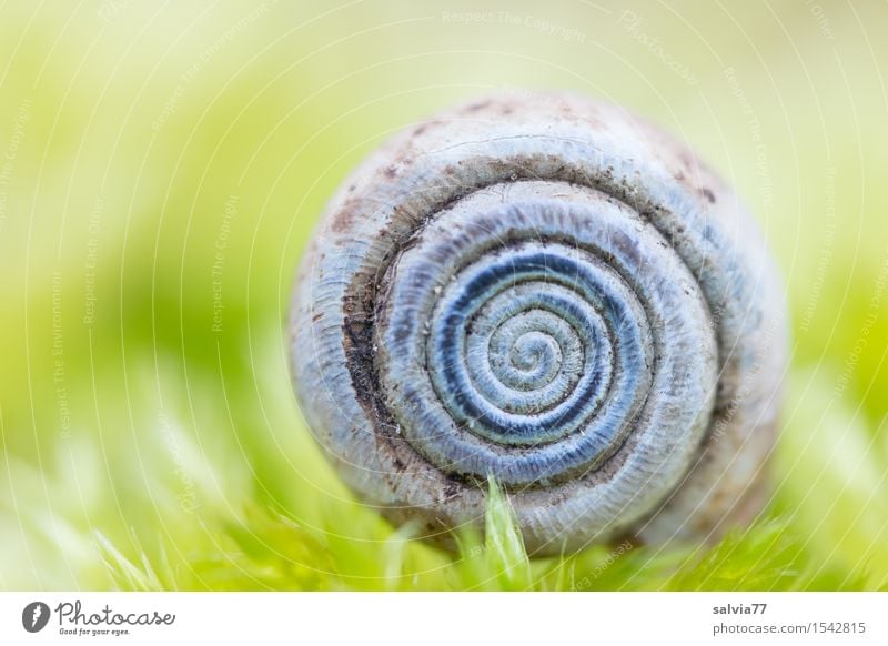 Anfang und Ende Natur Pflanze Tier Erde Frühling Moos Grünpflanze Wald Schnecke Schneckenhaus nah positiv rund blau grau grün Schutz ruhig Design Spirale