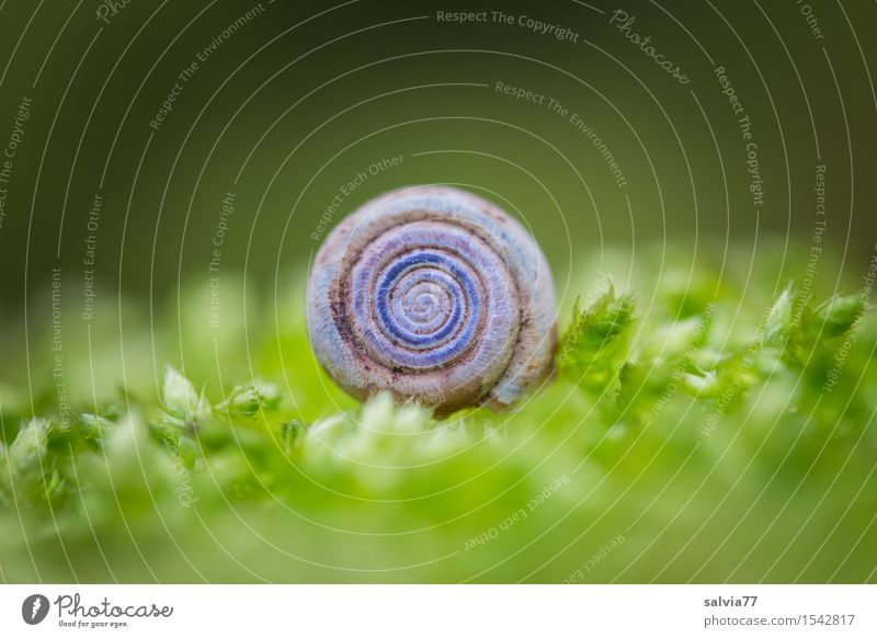 Runde Sache Natur Pflanze Tier Erde Frühling Herbst Moos Wald Wildtier Schnecke 1 ästhetisch nah rund weich grau grün Stimmung ruhig Einsamkeit Idylle