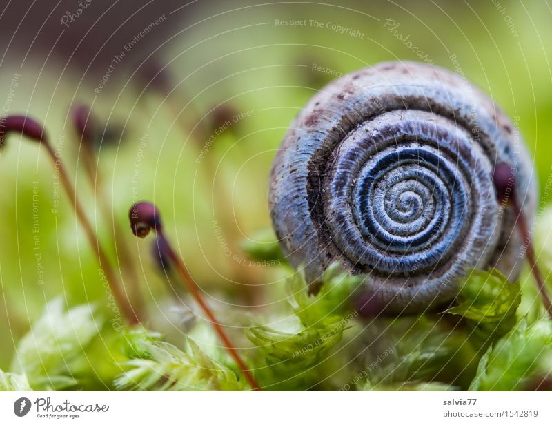 kleines Häuschen Umwelt Natur Pflanze Tier Erde Frühling Herbst Moos Grünpflanze Wald Wildtier Schnecke Schneckenhaus 1 natürlich rund weich grün Schutz ruhig