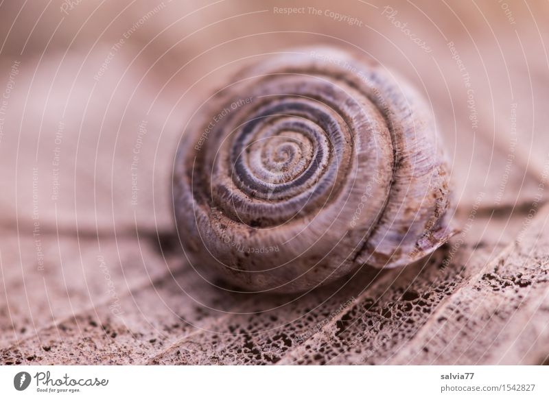 vergänglich Umwelt Natur Pflanze Tier Erde Herbst Blatt Wald Wildtier Schnecke Schneckenhaus 1 rund braun grau Einsamkeit Leben Tod Verfall Vergänglichkeit