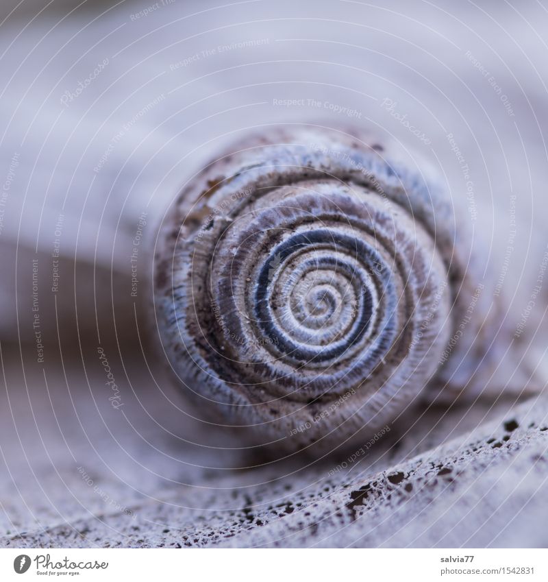 Zahn der Zeit Natur Tier Erde Herbst Blatt Wald Wildtier Schnecke Schneckenhaus 1 ästhetisch klein nah rund blau grau Design Verfall Vergänglichkeit