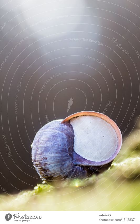 wegen Winterruhe geschlossen! Umwelt Natur Tier Erde Herbst Moos Wildtier Schnecke Weinbergschnecken Weinbergschneckenhaus 1 schlafen rund grau grün weiß Pause