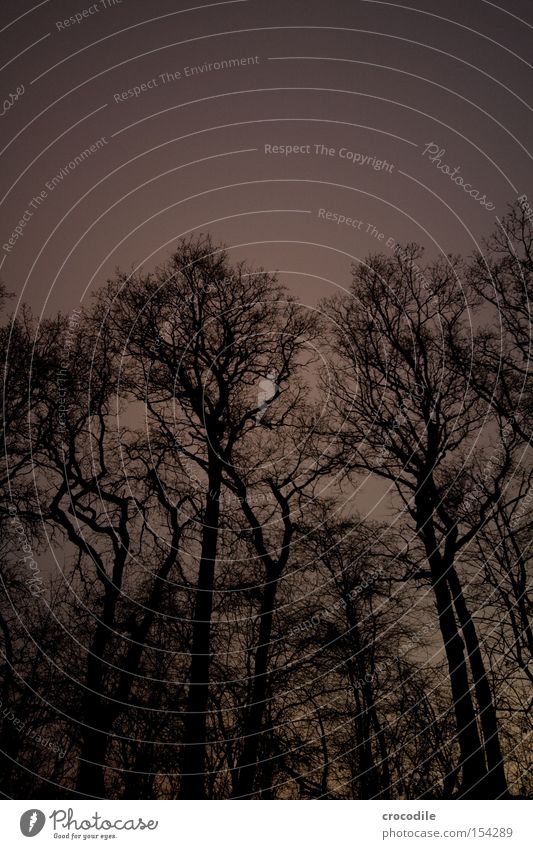 nachtschattengewächs Baum Ast Holz Nacht dunkel beängstigend Angst Panik Langzeitbelichtung gefährlich tree Baumkrone