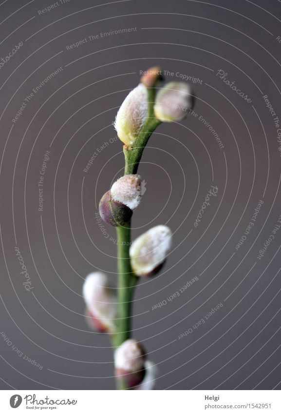 da ist er... Umwelt Natur Pflanze Frühling Sträucher Blüte Wildpflanze Blütenknospen Weidenkätzchen Zweig Wald Blühend Wachstum ästhetisch schön natürlich braun