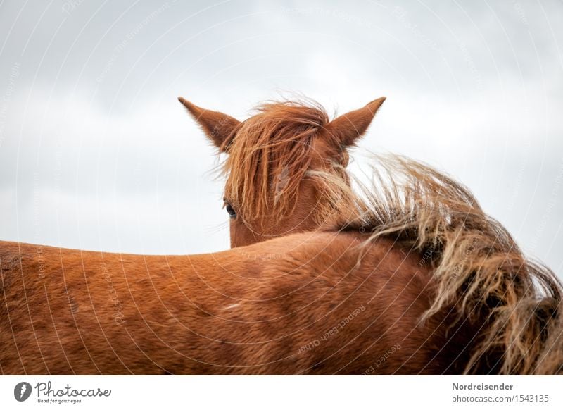 Ich sehe dich..... Freizeit & Hobby Reiten Landwirtschaft Forstwirtschaft Klima Tier Nutztier Pferd 2 beobachten ästhetisch braun friedlich Wind Pferdekopf