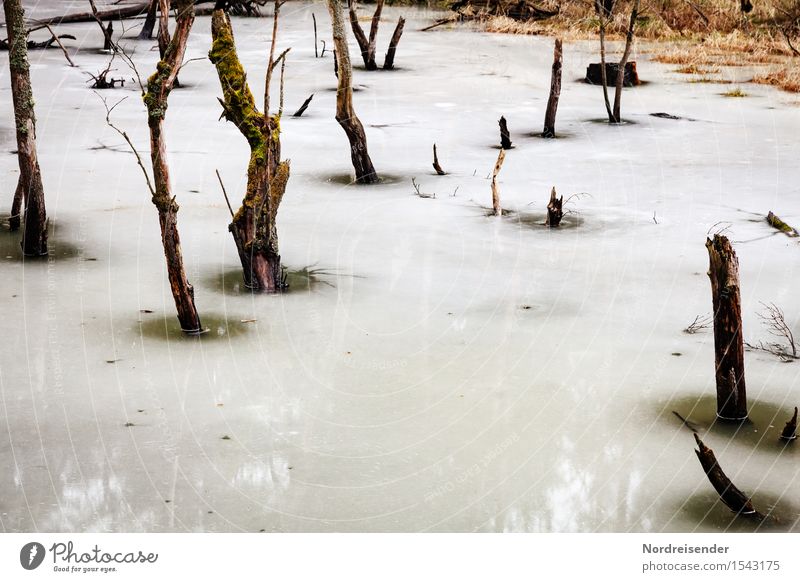 Abkühlung Ausflug Natur Landschaft Urelemente Wasser Frühling Winter Klima Eis Frost Baum Wald Moor Sumpf dunkel ruhig Endzeitstimmung Umwelt