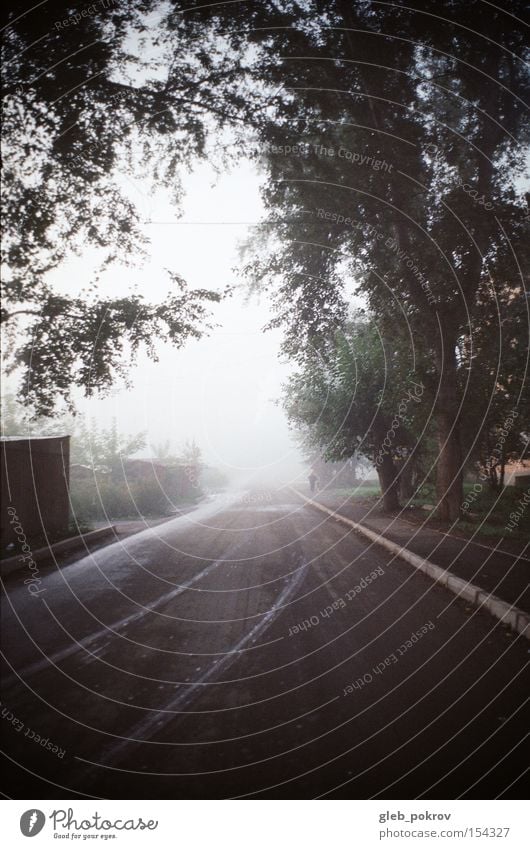 Nebel. Umnebelung Sibirien Reflexion & Spiegelung Blume Blüte grün Himmel weiß Straße Licht Lichterscheinung Russland Herbst Wetter Blitzeffekt