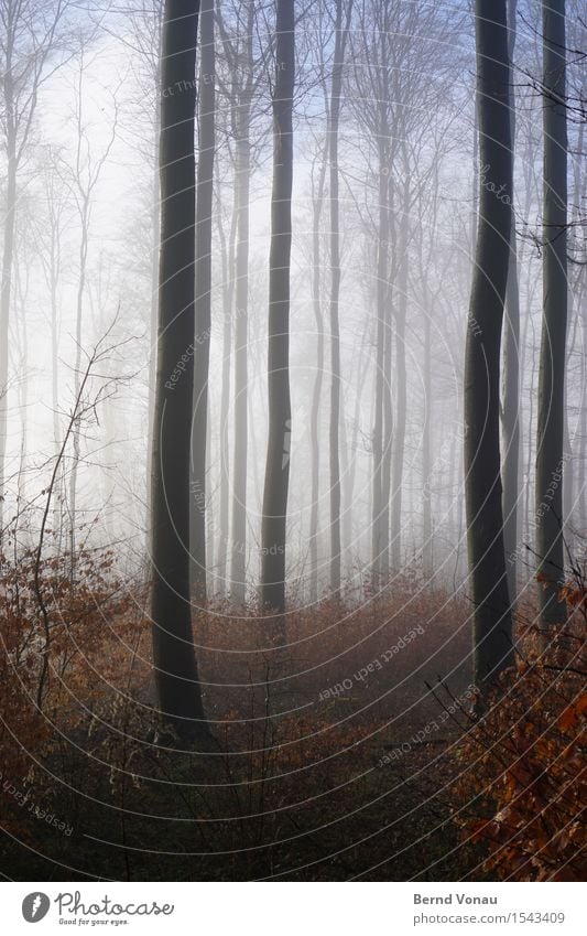 Bäume Umwelt Natur Winter Pflanze Baum Sträucher Wald Gefühle Stimmung Gedanke schön Nebel Dunst Himmel Blauer Himmel grün Silhouette hoch Wachstum dünn