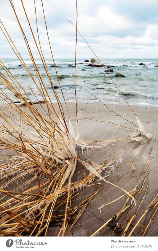 Ostsee Meer Wellen Winterurlaub Natur Landschaft Urelemente Sand Wasser Himmel Wolken Klima Wind Sturm Eis Frost Pflanze Gras Küste Strand kalt maritim bizarr