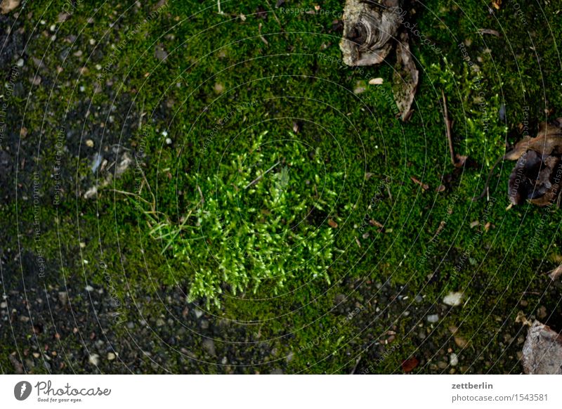 Moos Frühblüher Frühling Garten Schrebergarten Wald Park Winter Pflanze grün Blattgrün Boden Erde