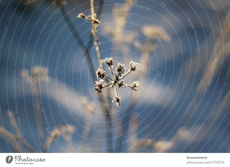 Der Winter kalt blau Stern (Symbol) Blüte Eisblumen Raureif Sträucher Ast Frost Tiefenschärfe Unschärfe Schnee