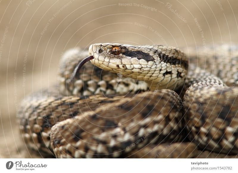 Detail eines Wiesenaddors Natur Tier Schlange wild braun Angst gefährlich Farbe Schuppen Reptil Rakkosiensis Fotografie giftig Gift Ottern Tierwelt Zoologie