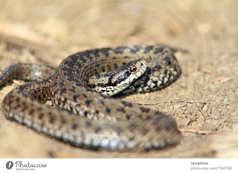 männliche Wiesenviper in situ schön Natur Tier Schlange wild braun Angst gefährlich Natter Ottern Vipera ursinii Rakkosiensis Rumänien Schuppen reptilisch