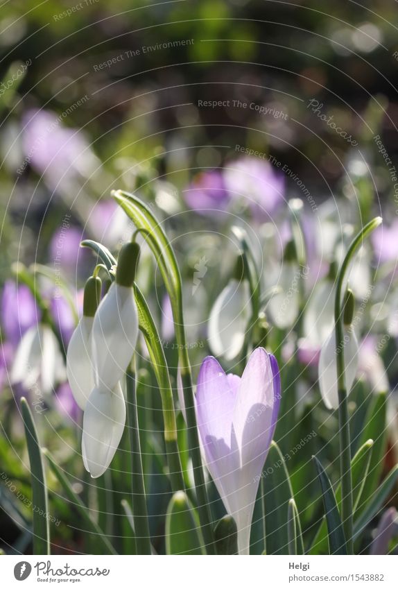 lila-weißer Frühling Umwelt Natur Pflanze Schönes Wetter Blume Blatt Blüte Schneeglöckchen Krokusse Garten Blühend leuchten stehen Wachstum ästhetisch frisch