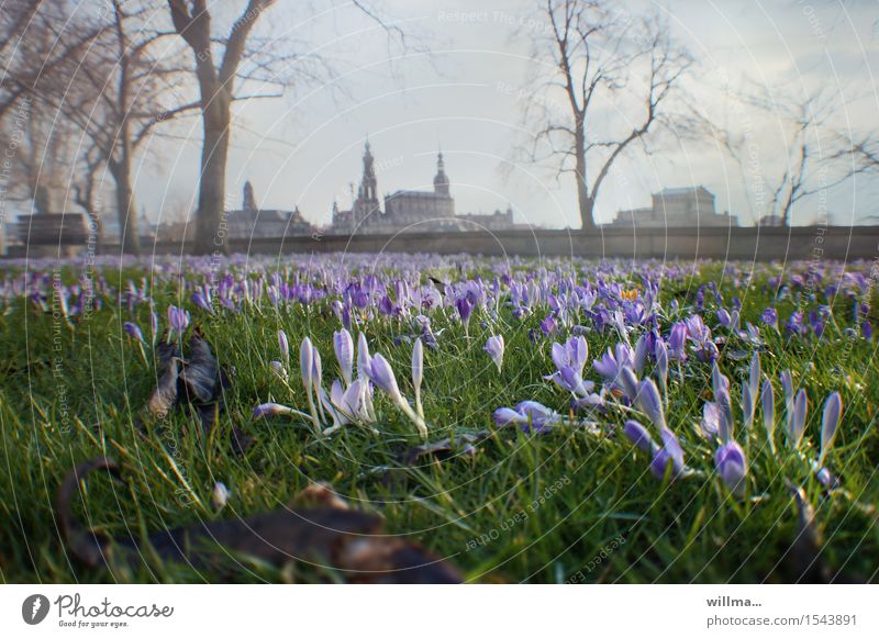 frühling in dresden Frühling Krokusse Dresden Blühend Frühlingstag Wiese Elbufer Historische Bauten Skyline Farbfoto Außenaufnahme Menschenleer