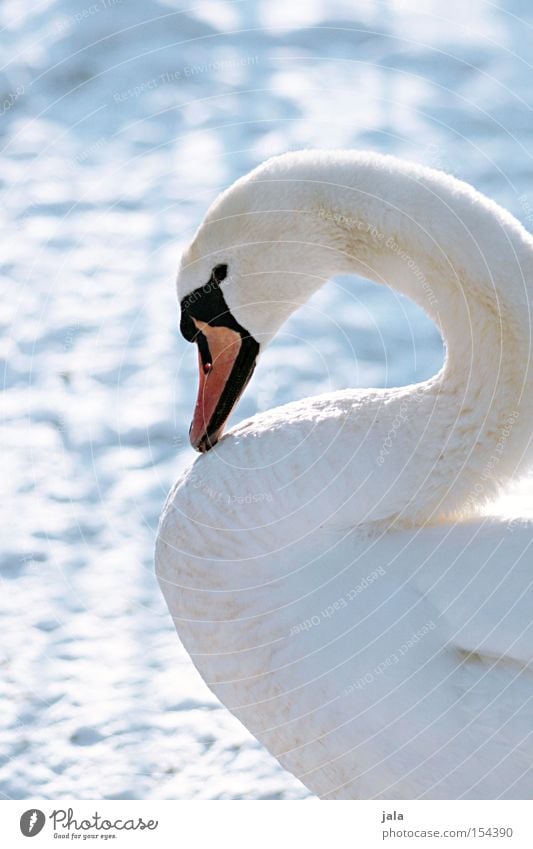 winterschönheit III Schwan elegant Tier Schnabel Hals Vogel Feder weiß Winter Schnee kalt ästhetisch Stolz