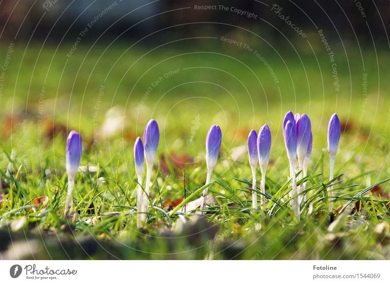 Farbkleckse Umwelt Natur Landschaft Pflanze Frühling Schönes Wetter Blume Gras Blüte Garten Park Wiese hell Wärme grün violett Krokusse Frühblüher