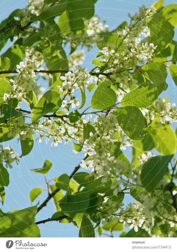 Frühlingsblüten Blüte Blühend weiß hellgrün hell-blau Frühlingsfarbe Natur schön Schönes Wetter Wärme luftig Blatt Himmel