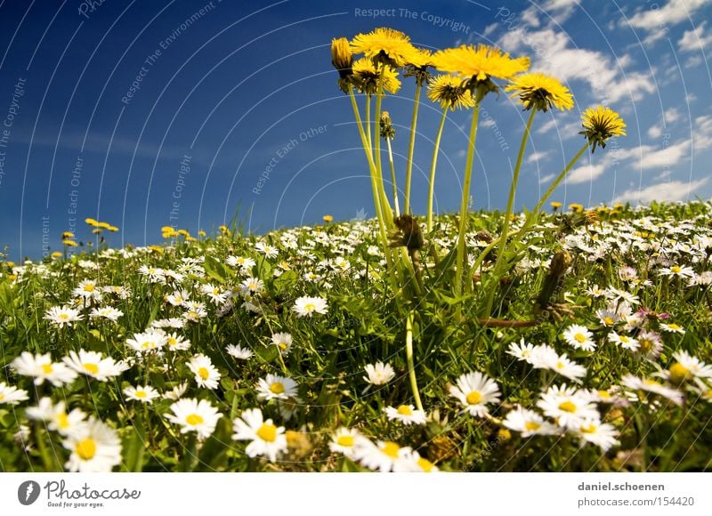 für alle Winterhasser Frühling Sommer Himmel Gänseblümchen Löwenzahn Wiese blau gelb Makroaufnahme Nahaufnahme Wärme