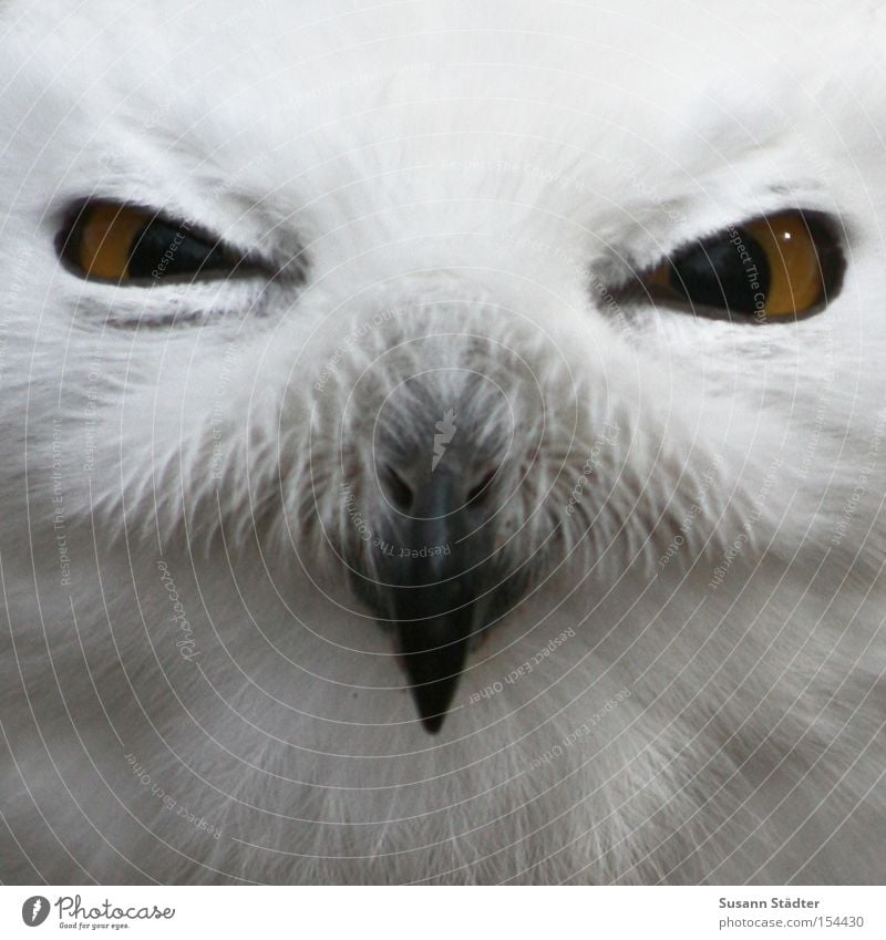 Schneeeulengesicht III Eulenvögel Zoo Greifvogel Feder Fleck weiß Fell Schnabel schwarz gelb Winter kalt Vogel Auge