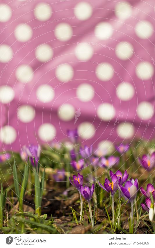 Krokus Blühend Blume Blüte Frühblüher Frühling Sonne Garten Schrebergarten Krokusse Winter Schwertlilie Montbretie Safran Beet Punkt Muster Decke Abdeckung