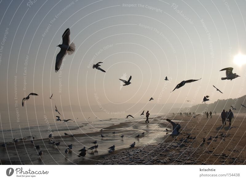 ostseeneujahr Möwe Ostsee Strand Winter Binz kalt Meer Nebel Sonnenaufgang