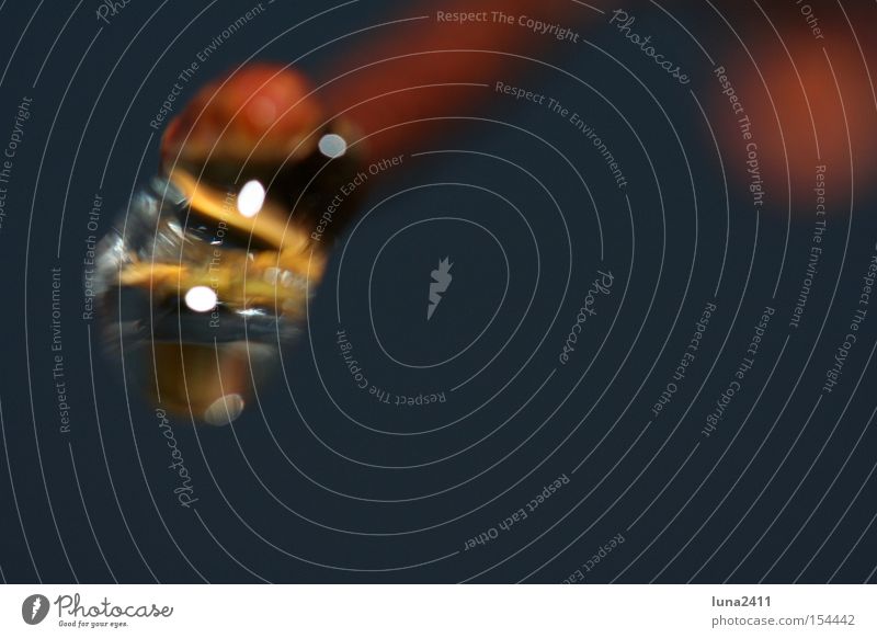Der letzte Tropfen Wassertropfen Eis schmelzen Frost Schnee kalt Glanzlicht glänzend Licht Lichteinfall Reflexion & Spiegelung Ast tauen Winter