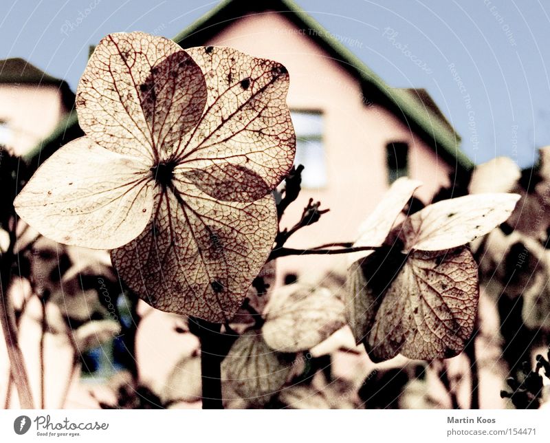 blumen blüten blau schön Winter Haus Garten Blume Blatt Blüte Blühend verblüht kalt trocken braun winterfest Faser Gefäße Makroaufnahme Strukturen & Formen