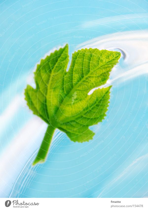 Blatt und Wasser Feige Feigenblatt Strömung fließen blau grün schön Im Wasser treiben