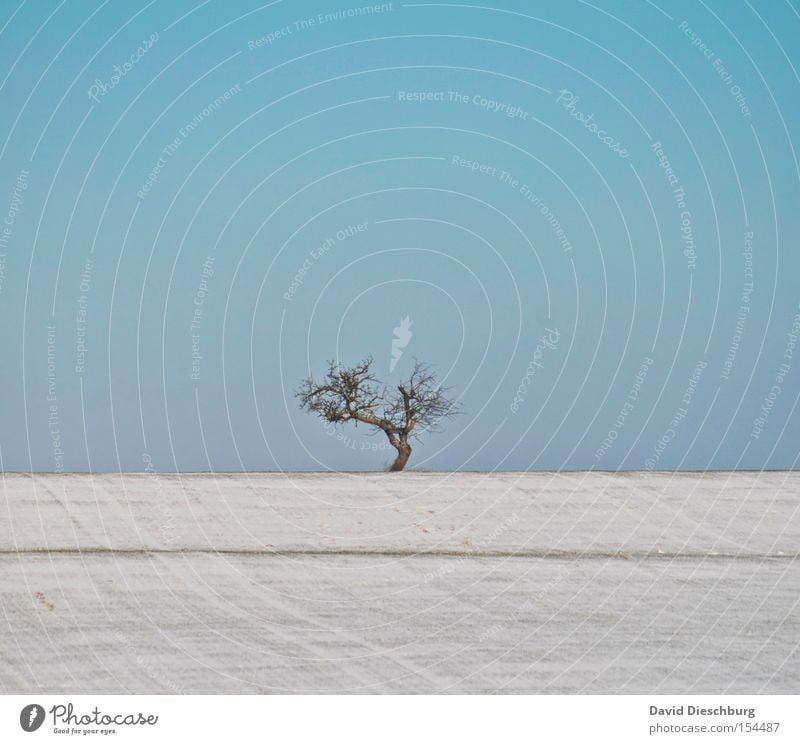 allein, alleine, allein, allein Baum Schnee Hügel Feld Wiese Winter Ast Baumstamm Himmel blau Schönes Wetter Baumkrone tree snow sky