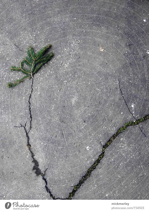 tannenbaum Tanne Baum Straße grau Wachstum Ast verzweigt Riss Strukturen & Formen Nadelbaum Erdbeben Verkehrswege Tannennadel