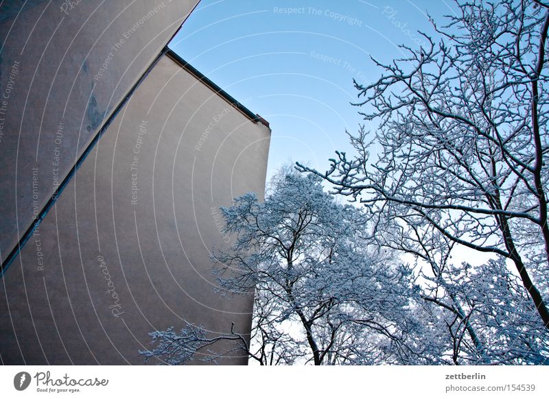 Winter Schnee Neuschnee Baum Baumstamm Ast Zweig Haus Fassade Wand Mauer Brandmauer Hof Hinterhof kalt Klarheit