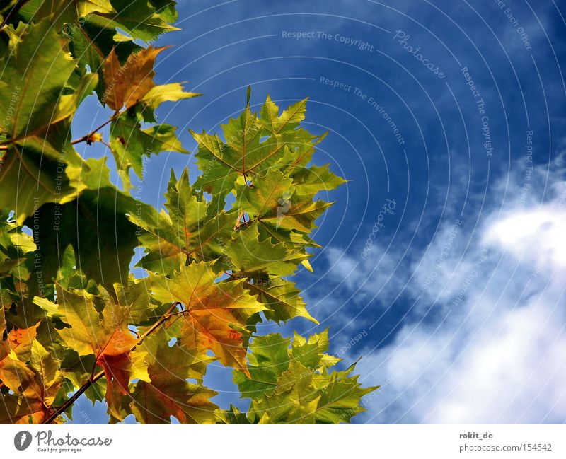 Blätterwald Blatt mehrfarbig färben Herbst Platane Himmel Wolken Indian Summer Blätterdach Rauschen Rascheln Blühend verblüht Park fallen goldener oktober