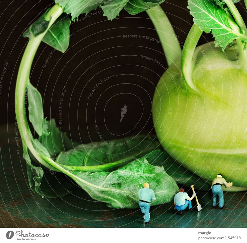 Miniwelten - Kohlrabi Anbau Lebensmittel Gemüse Bioprodukte Vegetarische Ernährung Gartenarbeit Landwirtschaft Forstwirtschaft Mensch maskulin Mann Erwachsene 3