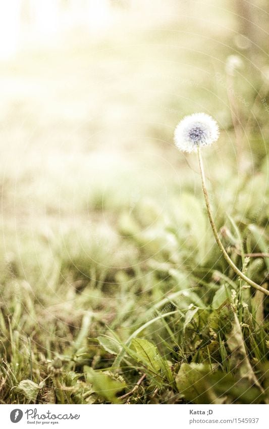 Pusteblume Pflanze Erde Schönes Wetter Blume Wildpflanze Wiese grün Löwenzahn Farbfoto Außenaufnahme Nahaufnahme Textfreiraum links Tag Sonnenlicht Unschärfe